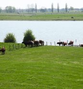 Veenweide met koeien