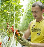 Een man aan het werk in de kas van Duijvestijn tomaten, een innovatieve en duurzame tomaten kwekerij.